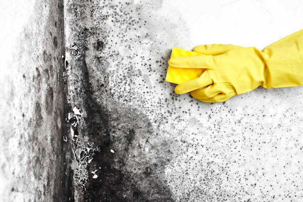 Best Commercial Mold Inspection  in Keasbey, NJ
